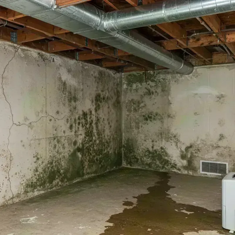 Professional Mold Removal in Crystal, MN